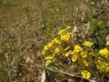 [花]番ヶ森山の花