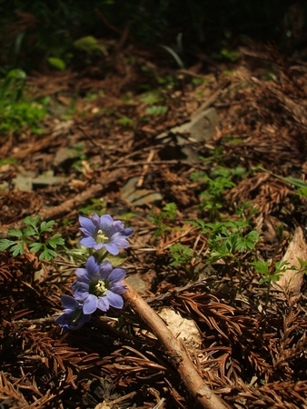 f:id:apoca:20100516231057j:image