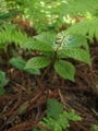 [花]番ヶ森山の花