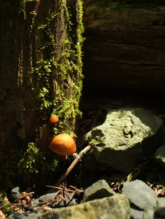 f:id:apoca:20100516231059j:image