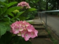 [寺社][花]資福寺参道のアジサイ