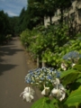 [寺社][花]資福寺参道のアジサイ