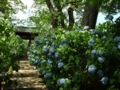 [寺社][花]資福寺のアジサイ