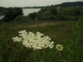 [花]北上川蛇行地点の花