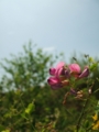 [花]蒲生海岸の花