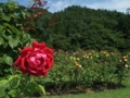 [花]東沢公園のバラ