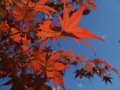 [紅葉]七ツ森の紅葉