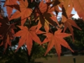 [紅葉]七ツ森の紅葉