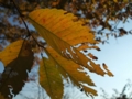 [紅葉]宮城県民の森の紅葉