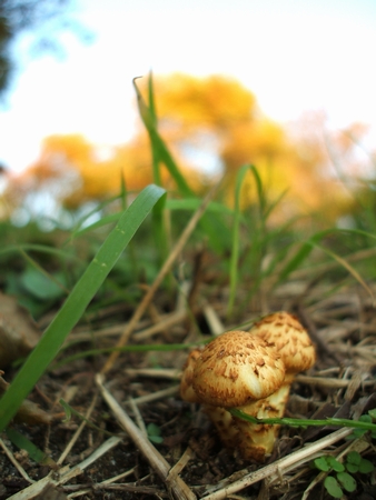 f:id:apoca:20101108231541j:image