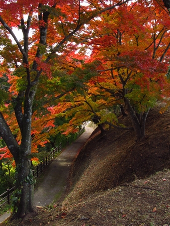 f:id:apoca:20101113110058j:image