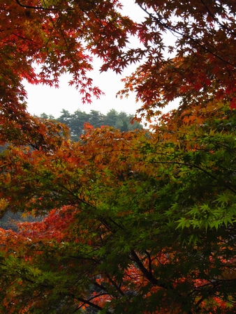 f:id:apoca:20101113110059j:image