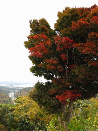 f:id:apoca:20101115224210j:image
