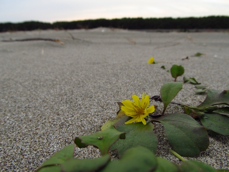 野蒜の浜の花