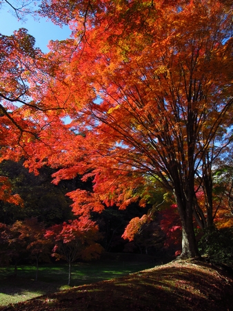 扇谷の紅葉