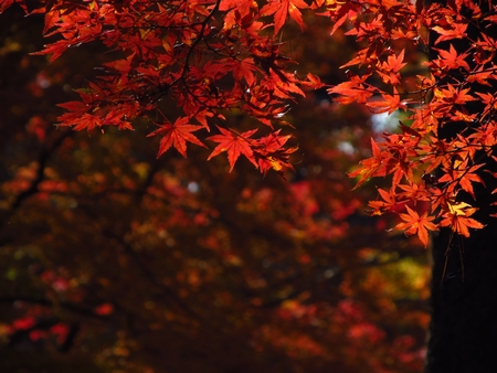 f:id:apoca:20101118191622j:image
