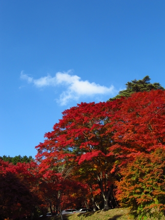 f:id:apoca:20101118191623j:image