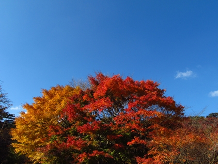 扇谷の紅葉