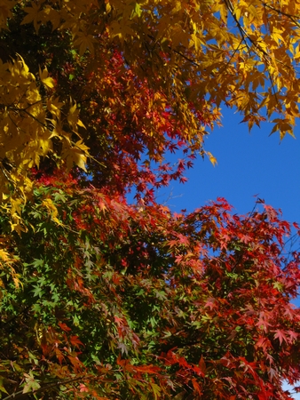 f:id:apoca:20101118191627j:image