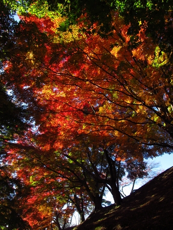 岩切城址の紅葉