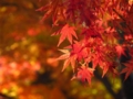 [紅葉]岩切城址の紅葉