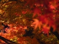 [紅葉]岩切城址の紅葉