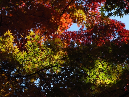 f:id:apoca:20101122211338j:image