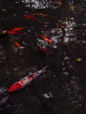 f:id:apoca:20101124224411j:image