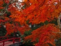 [寺社][紅葉]青麻神社の紅葉