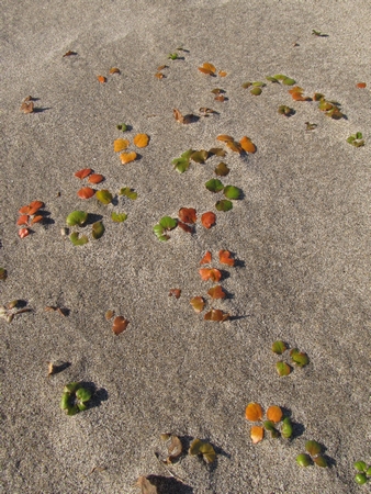 f:id:apoca:20101214225740j:image