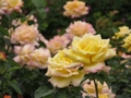 [花]東沢公園のバラ