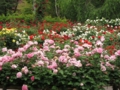 [花]東沢公園のバラ