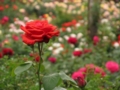 [花]東沢公園のバラ