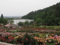 [花]東沢公園のバラ