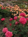 [花]東沢公園のバラ