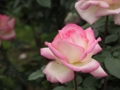[花]東沢公園のバラ