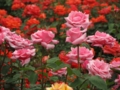 [花]東沢公園のバラ