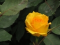 [花]東沢公園のバラ