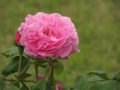 [花]東沢公園のバラ
