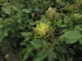 [花]東沢公園のバラ