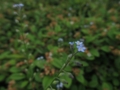 [花]東沢公園の花