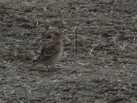 f:id:apoca:20120325192223j:image