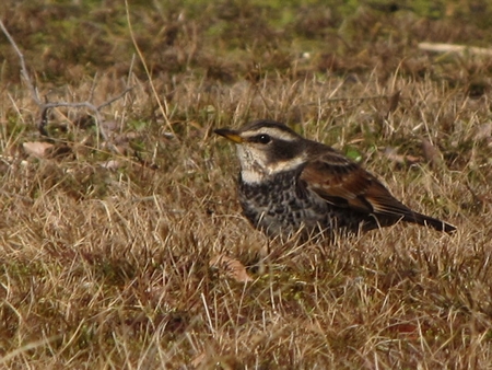 f:id:apoca:20120325192227j:image