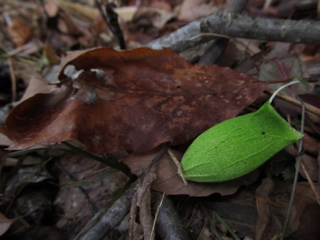 f:id:apoca:20120325192231j:image