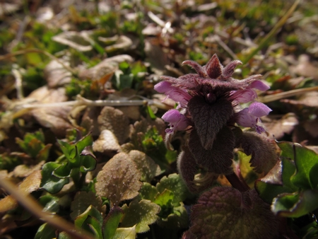 f:id:apoca:20120325192232j:image