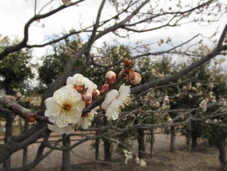 f:id:apoca:20120407142510j:image