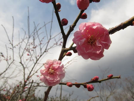 f:id:apoca:20120407142513j:image