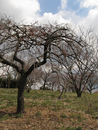 f:id:apoca:20120407142514j:image