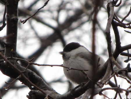 f:id:apoca:20120423201041j:image