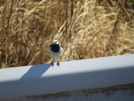 f:id:apoca:20130412215320j:image